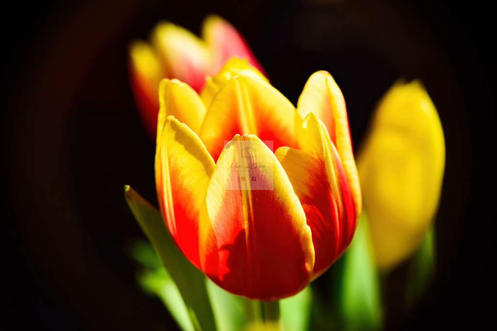 Makro - floral (29) | Buche Fotoshootings und entdecke hochwertige Fotoprodukte bei Mathias Ku Photos. Personalisiert, kreativ & mit Liebe zum Detail. Jetzt informieren! - Realisiert mit Pictrs.com