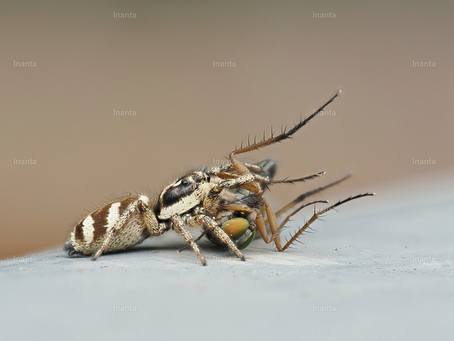 Mauer-Zebraspringspinne (Salticus scenicus) | Inanta - Realisiert mit Pictrs.com