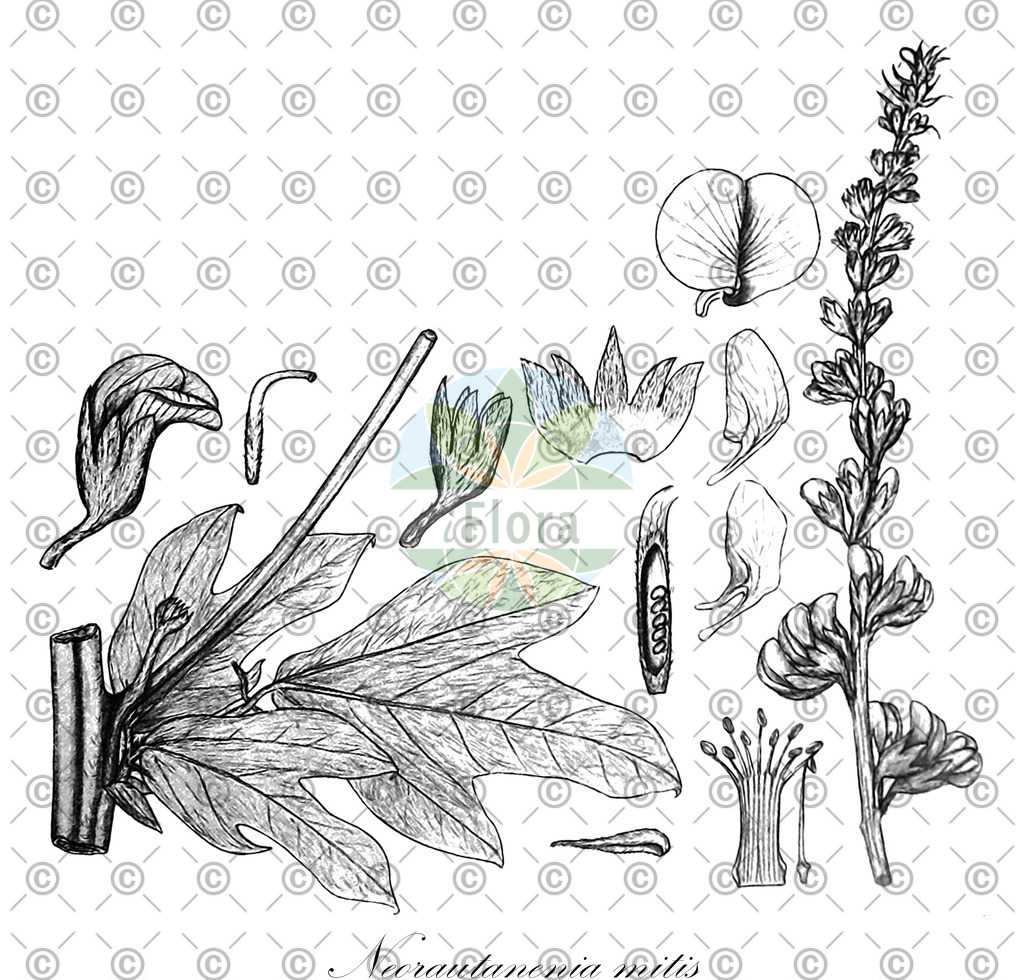 HistAbb_63FC9_1_ENZY_Simple | Historische Abbildung von Neorautanenia mitis - Fabaceae | Historical Illustration of Neorautanenia mitis - Fabaceae