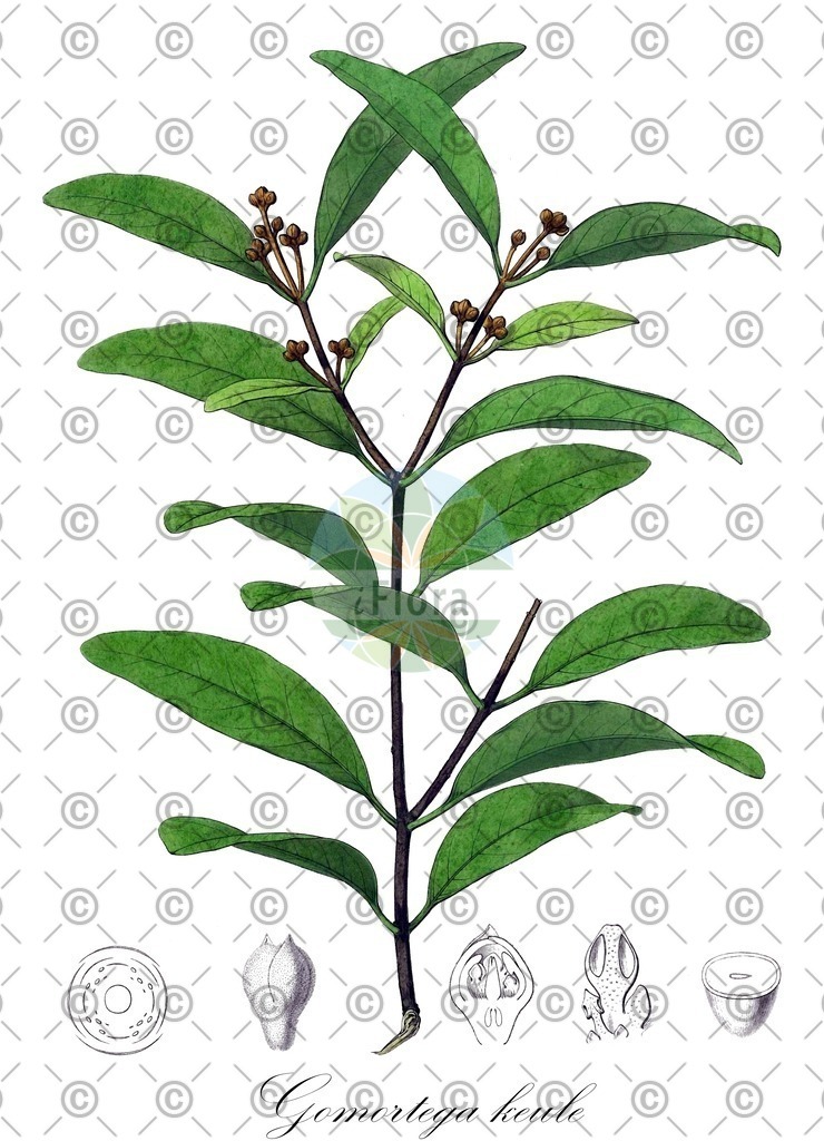 HistAbb_wfo-0000974218_1_ENZY_Simple | Historische Abbildung von Gomortega keule - Gomortegaceae | Historical Illustration of Gomortega keule - Gomortegaceae