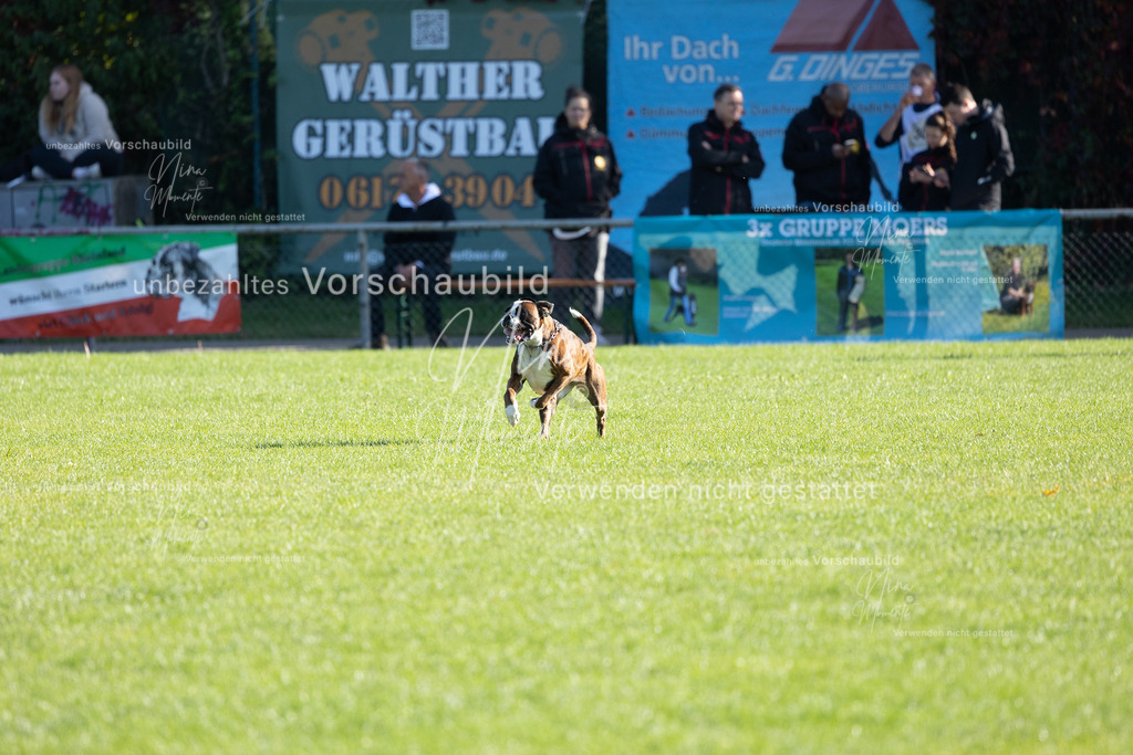 _16A5069 | Einzigartige Fotos von Hunden & Menschen –Actionfotos, Portraits, Vereinsaufnahmen & Paarshootings – authentisch, lebendig & mit Herz.