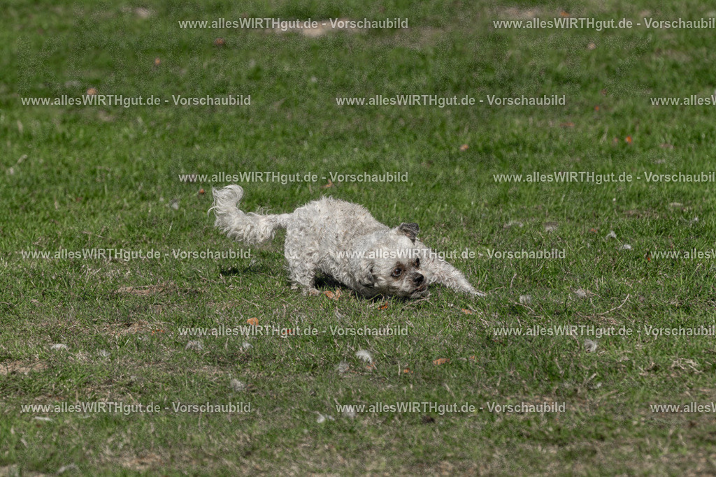 Hundeschwimmen_Volksbad_2026-allesWIRTHgut_Tierfotografie-2609061520-FAY07194 | Professionelle Tierfotografie in Mönchengladbach von Daniel Wirth (allesWIRTHgut). Liebevolle & natürliche Bilder von Hunden & Katzen für unvergessliche Erinnerungen.