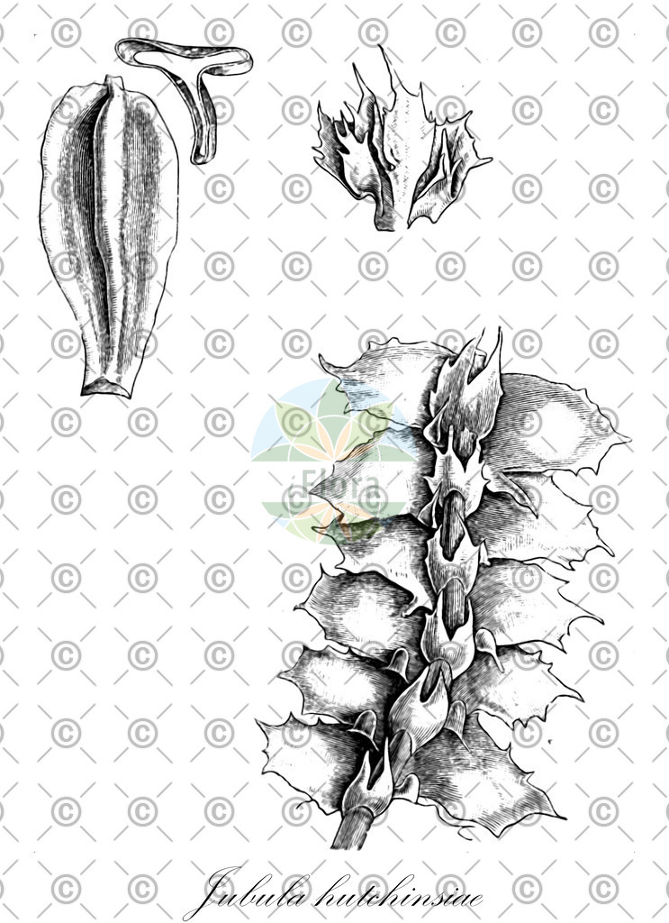 HistAbb_wfo-0000169220_1_ENZY_Simple | Historische Abbildung von Jubula hutchinsiae - Jubulaceae | Historical Illustration of Jubula hutchinsiae - Jubulaceae