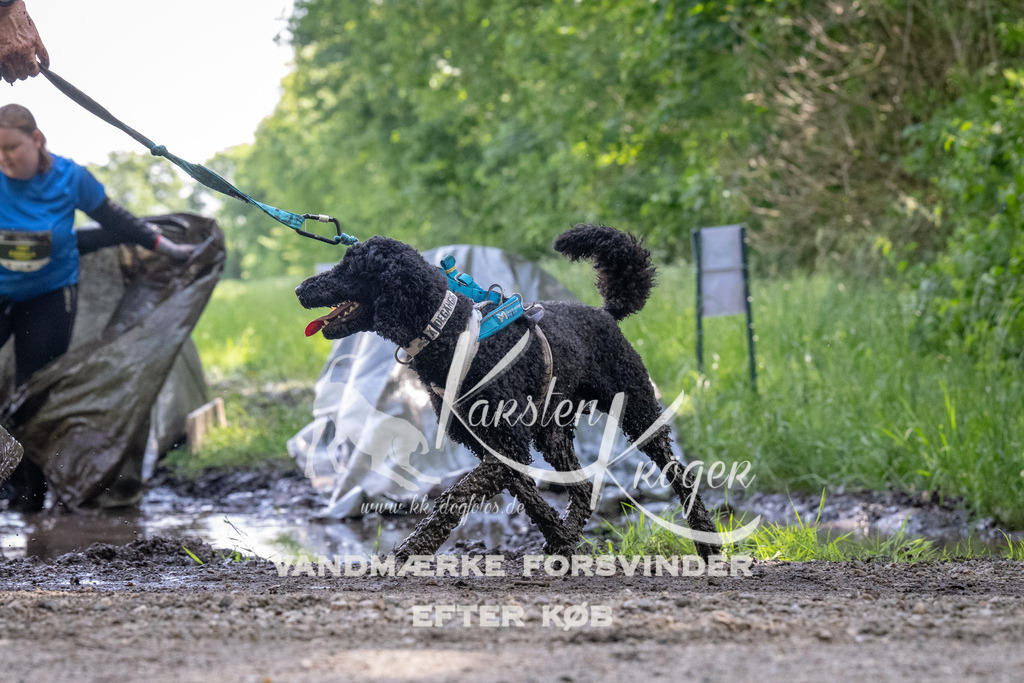 1154_ZZ90135 | kk-dogfotos