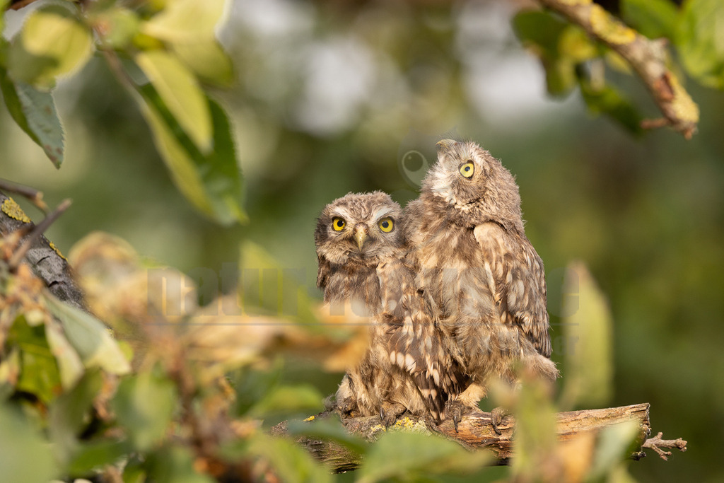 R5NF5889-20230607 | Der Steinkauz ist eine kleine, kurzschwänzige Eulenart aus der Familie der Eigentlichen Eulen. Das Verbreitungsgebiet des Steinkauzes erstreckt sich über Eurasien und Nordafrika. Er ist ein charakteristischer Bewohner der Baumsteppe mit spärlicher oder niedriger Vegetation und jagt bevorzugt auf dem Boden.  - Realisiert mit Pictrs.com