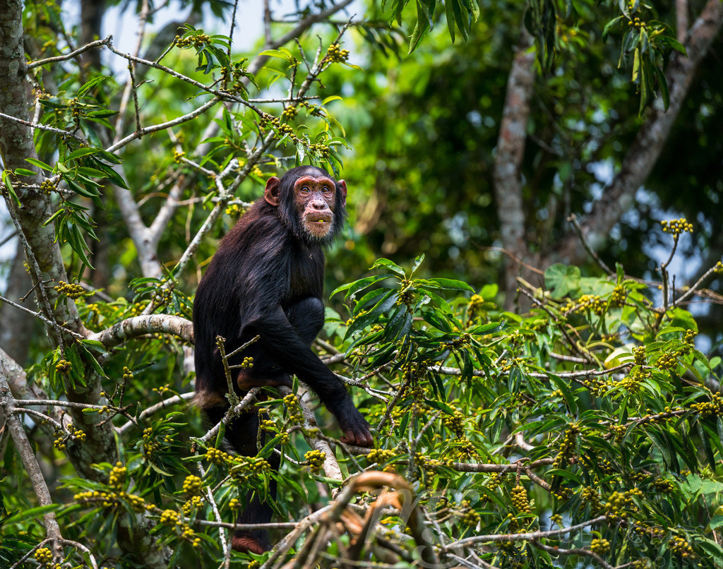 young chimp feeding on figs | wild teenage chimpanzee feeding on a wild fig in famous Kibale Forest National Park, Uganda - Realisiert mit Pictrs.com