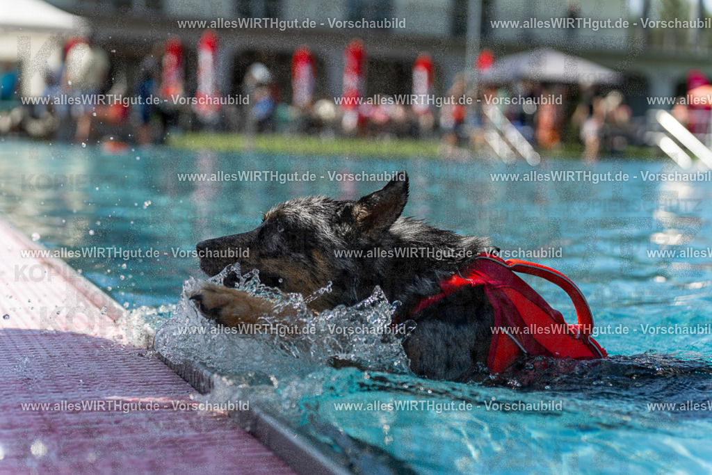 Hundeschwimmen_Volksbad_2026-allesWIRTHgut_Tierfotografie-2609061206-111618-7R500182 | Professionelle Tierfotografie in Mönchengladbach von Daniel Wirth (allesWIRTHgut). Liebevolle & natürliche Bilder von Hunden & Katzen für unvergessliche Erinnerungen.