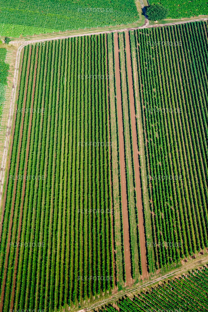 Weinberge | Luftbild: Weinberge in Billigheim-Ingenheim im Bundesland Rheinland-Pfalz in Deutschland. Foto: IMG_11995.jpg vom 31.07.2008 durch Werner Riehm/FLY-FOTO.de - Realisiert mit Pictrs.com