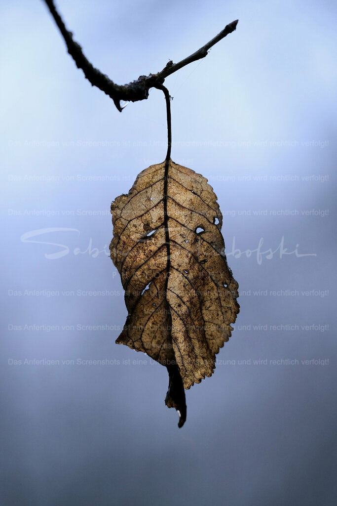 Wandbild Blatt | People- und Tierfotografie, Imageaufnahmen, Veranstaltungsfotografie und Wandbilder aus der Natur ★ Made in Germany ✔️ Druck + Downloads ✔️ Naturfotografie in Top Qualität ★ schneller Versand, weltweite Lieferung! - Realisiert mit Pictrs.com