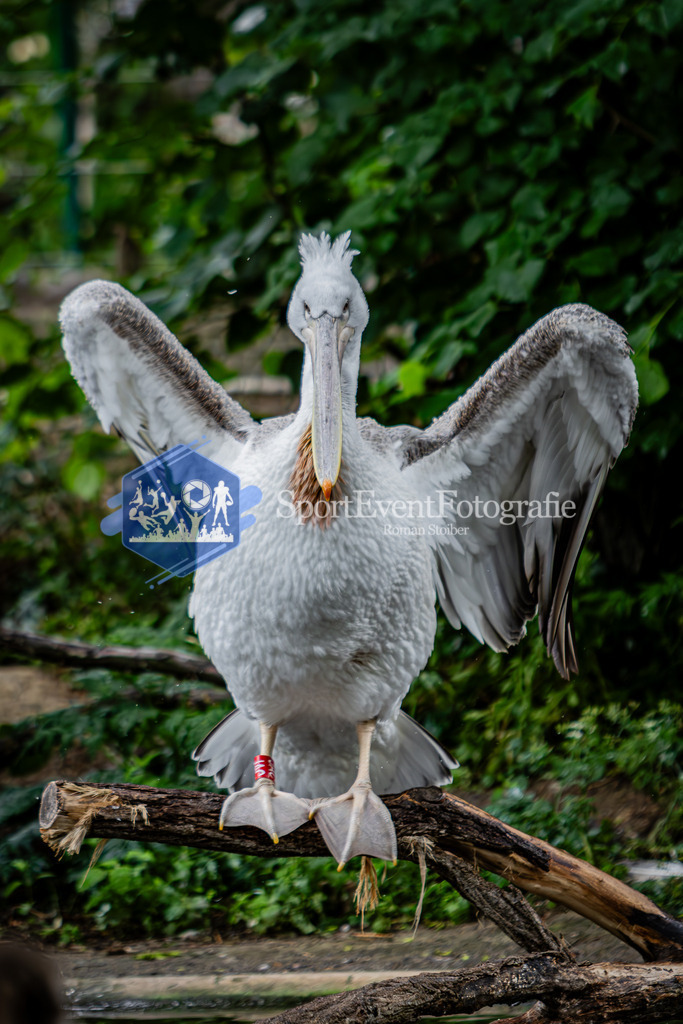 IMG_5837 | SportEventFotografie - Roman Stoiber