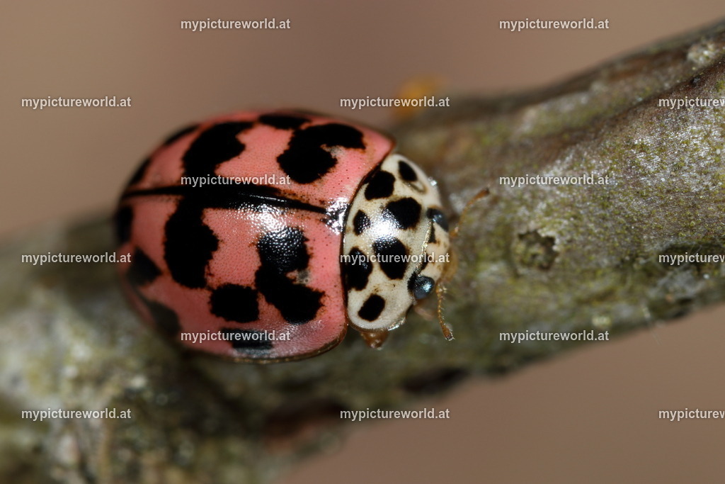 Oenopia conglobata-004 | Das Bilderarchiv über Tiere, Planzen und Landschaften. In der Bilddatenbank finden Sie ein große Auswahl an hochwertigen Bilder für Ihre Werbung - Realized with Pictrs.com