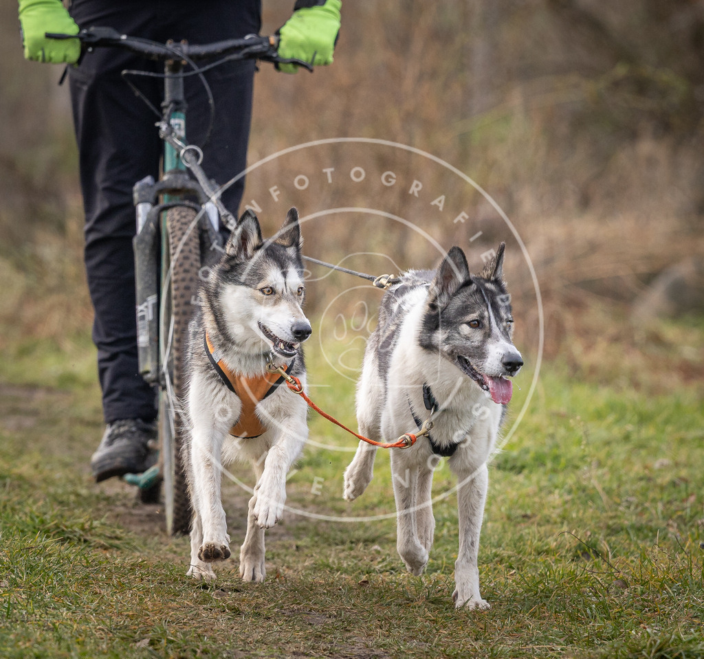 Pfotenfotografie_DV3A6969 | Hundefotografie, Tierfotograf, Pfotenfotografie, Fotoshooting Hund, Hunde Portrait, Hundesport, Hundeportraits, Heideshooting, Hunde, Sportfotograf, Hundefotograf, Turnierhundsport, THS,  - Realisiert mit Pictrs.com