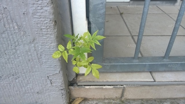 Stadt Natur 45 | ARDT Foto Kunst