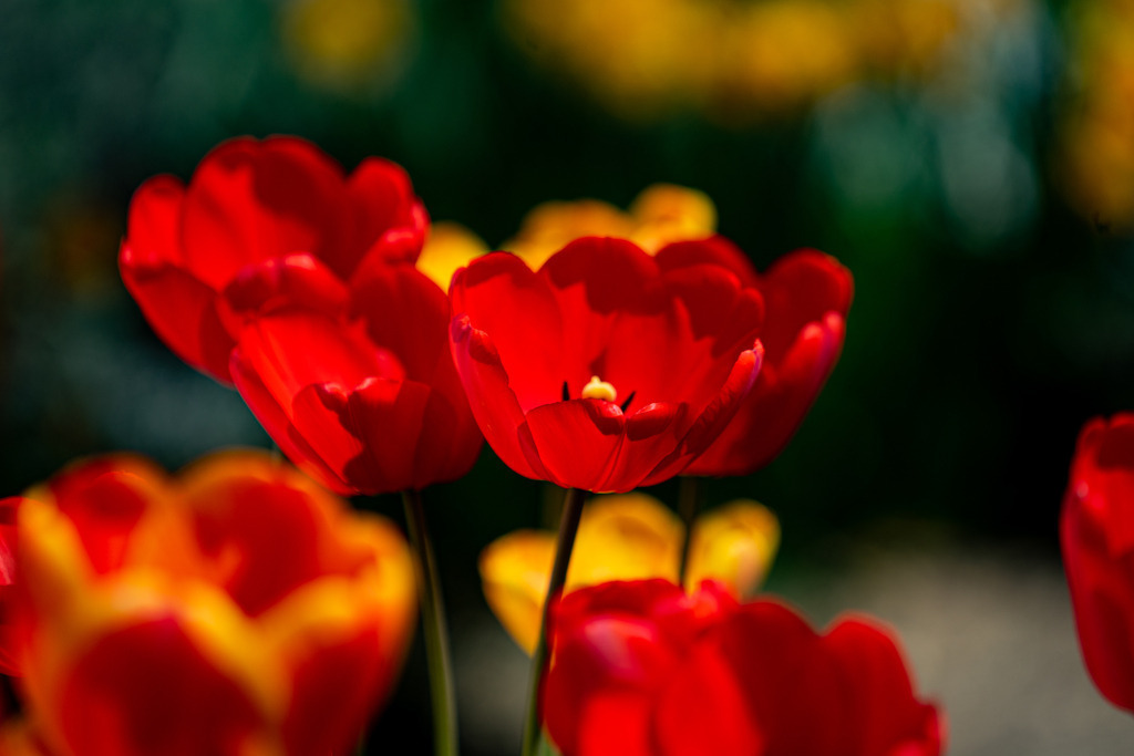 Tulpen | Farbenfrohe die Tulpen die ein Wunderbares Farbenspiel erzeugt - Realisiert mit Pictrs.com