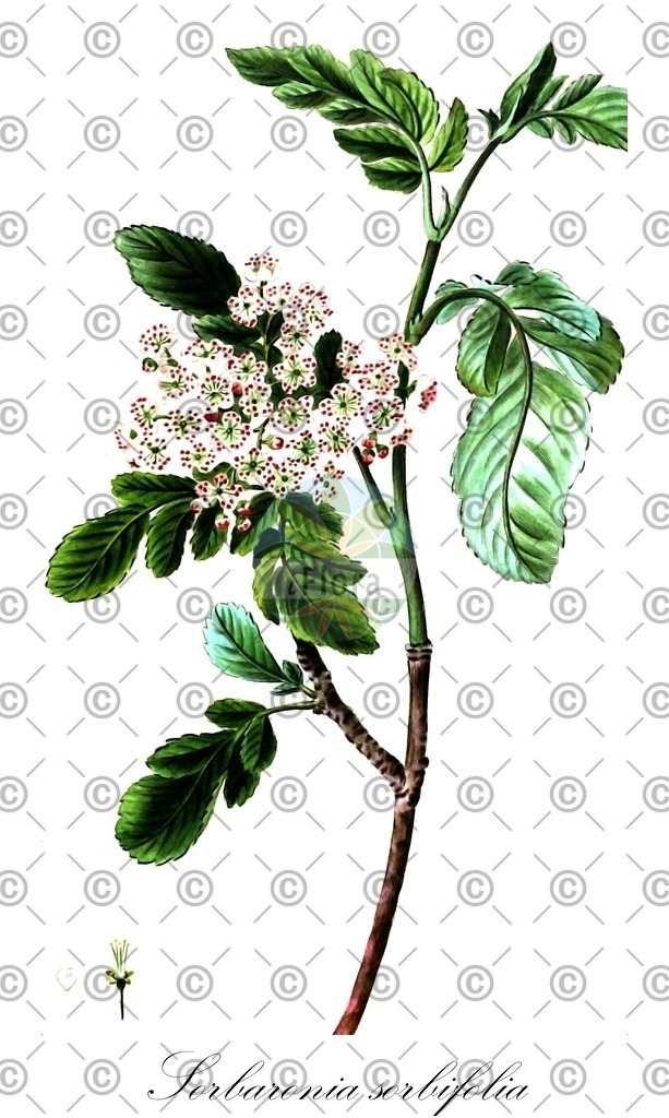 HistAbb_wfo-0000900098_1_ENZY_Simple | Historische Abbildung von Sorbaronia sorbifolia - | Historical Illustration of Sorbaronia sorbifolia - 