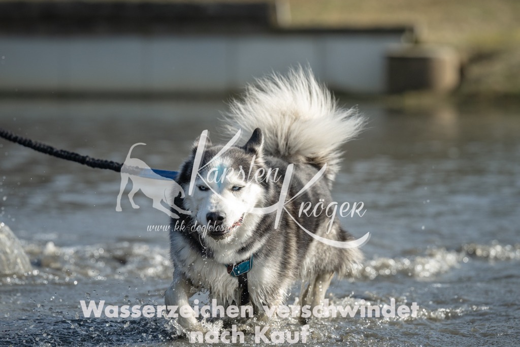 1302_ZZ94079 | kk-dogfotos