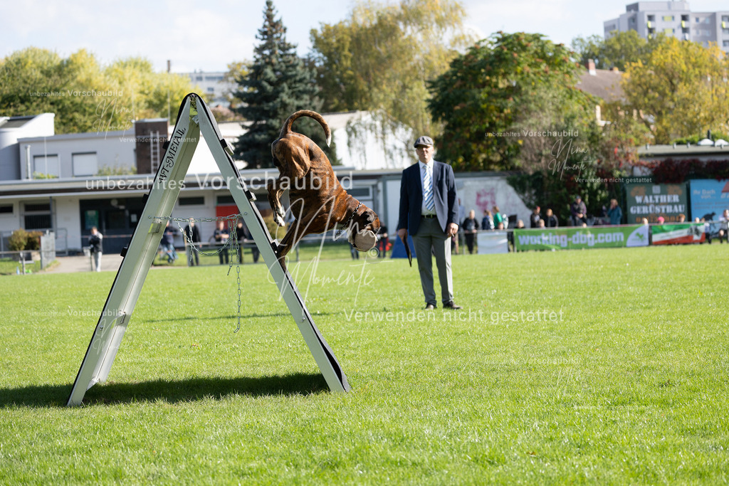 _16A5281 | Einzigartige Fotos von Hunden & Menschen –Actionfotos, Portraits, Vereinsaufnahmen & Paarshootings – authentisch, lebendig & mit Herz.