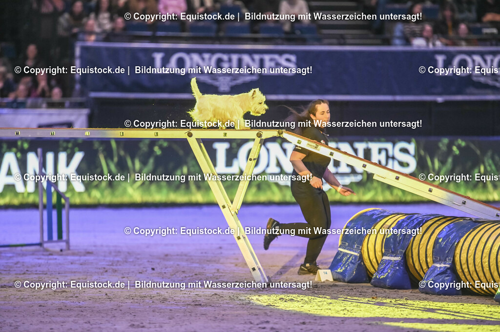 20231115_Dog-Agility_0074_TOMsPiC | Foto: Thomas Hartig