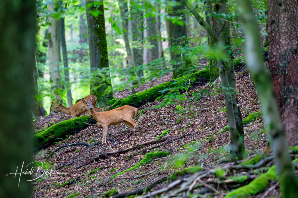Rehe im Wald | Rehe im Buchenwald bei Latrop im Sauerland - Realisiert mit Pictrs.com