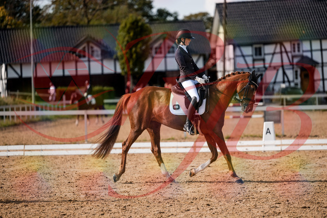 2026_10_03_Siefer-Hof_132758_Z63_87501006 | Professionelle Reitsport-, Turnier- und Eventfotografie von Robert Broda. Galerien mit ausgewählten und bearbeiteten Bildern direkt online ansehen und bestellen.