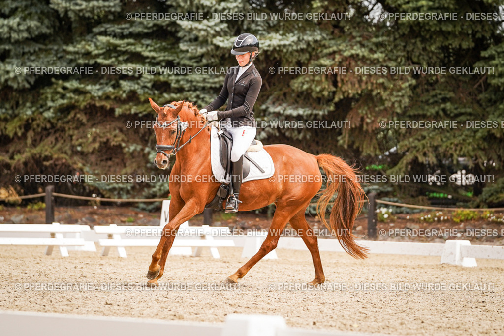 DSC02094 | Pferdegrafie