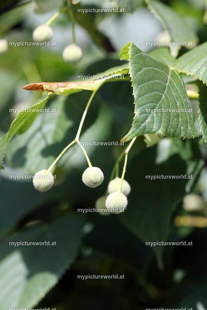 Sommerlinde-003 | Das Bilderarchiv über Tiere, Planzen und Landschaften. In der Bilddatenbank finden Sie ein große Auswahl an hochwertigen Bilder für Ihre Werbung - Realized with Pictrs.com
