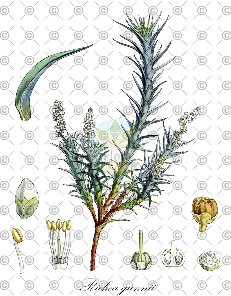 HistAbb_wfo-1000051007_1_ENZY_Simple | Historische Abbildung von Richea gunnii - Ericaceae | Historical Illustration of Richea gunnii - Ericaceae