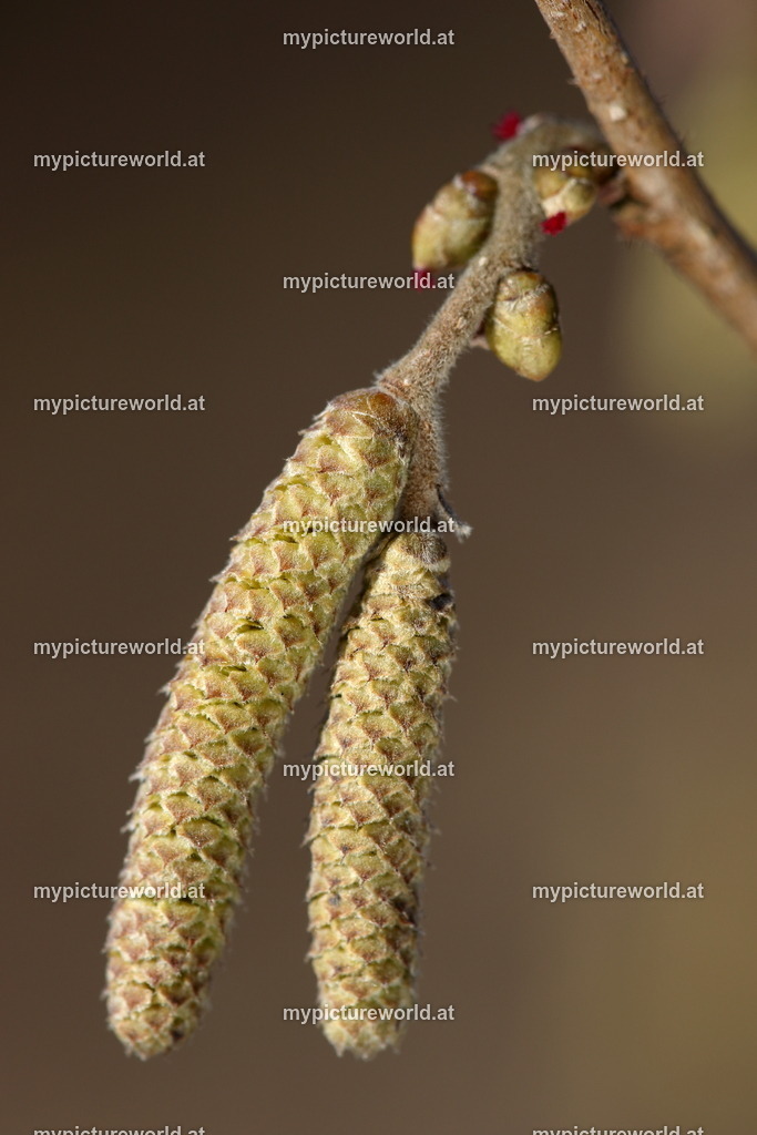 Gemeine Hasel-005 | Das Bilderarchiv über Tiere, Planzen und Landschaften. In der Bilddatenbank finden Sie ein große Auswahl an hochwertigen Bilder für Ihre Werbung - Realisiert mit Pictrs.com