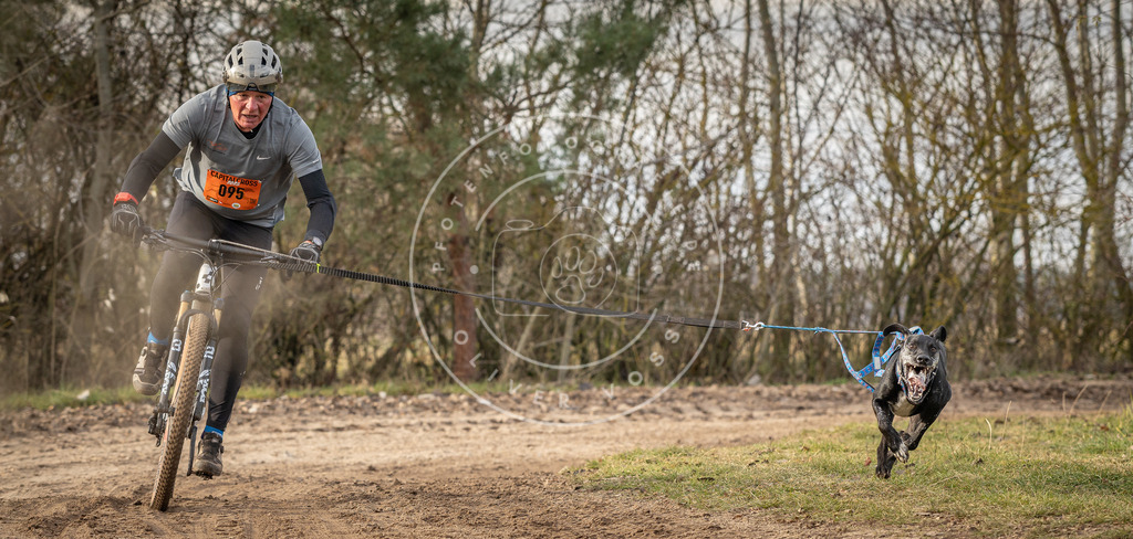 Pfotenfotografie_DV3A7739 | Hundefotografie, Tierfotograf, Pfotenfotografie, Fotoshooting Hund, Hunde Portrait, Hundesport, Hundeportraits, Heideshooting, Hunde, Sportfotograf, Hundefotograf, Turnierhundsport, THS,  - Realisiert mit Pictrs.com