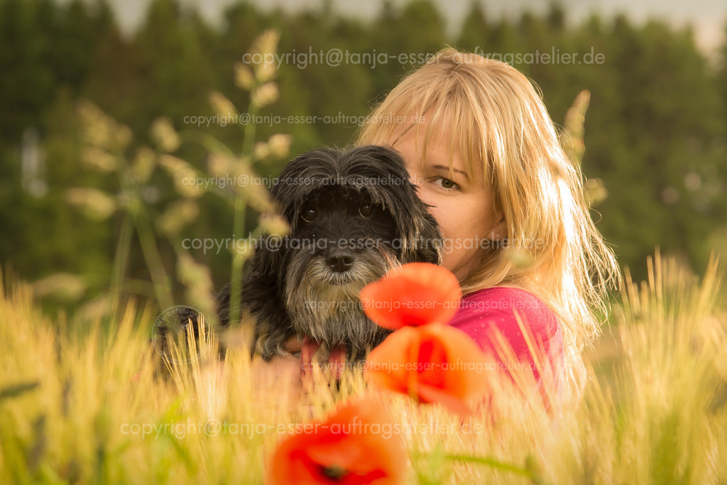 Frau kuschelt mit Hund im Kornfeld D | Im Kornfeld sitzt eine blonde Frau und kuschelt mit einem schwarzen Rassehund Tibet Terrier. Romantisches Sonnenlicht und Mohnblumen.