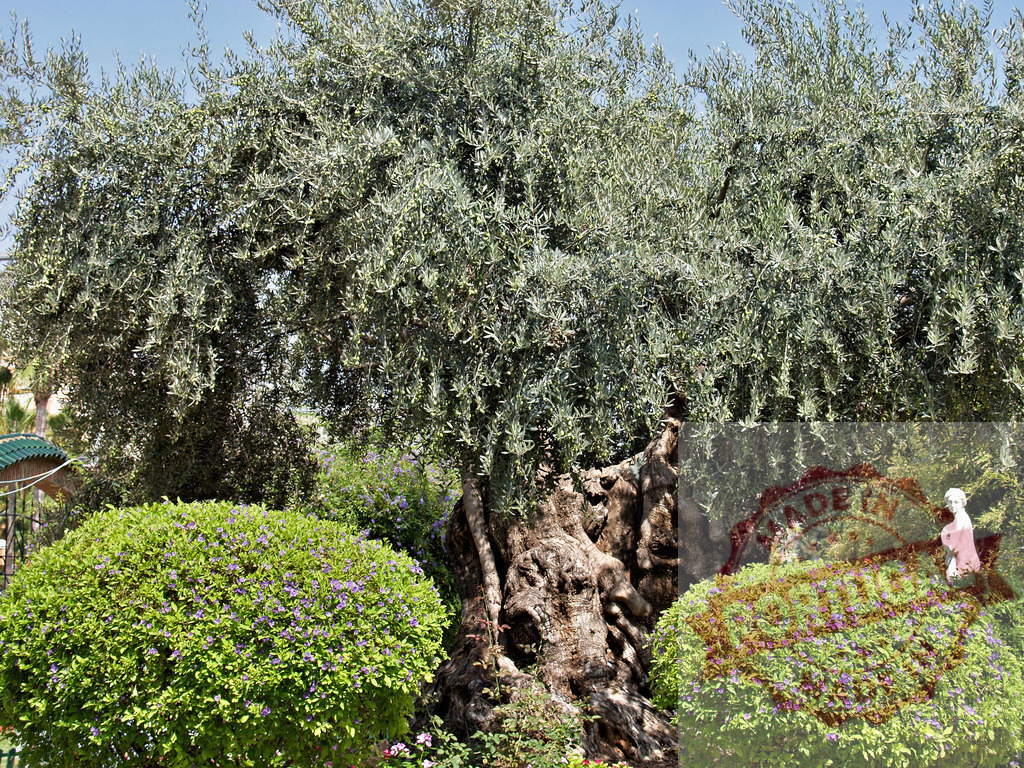 Ancient olive tree with gnarled trunk in garden | Old olive tree standing in a Mediterranean garden with green bushes and statue - Realized with Pictrs.com
