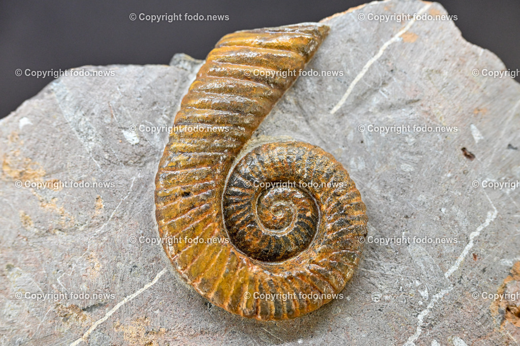 Linz_ Einstein Mineralien_ 09.01.2024-9 | 09.01.2024, Linz, AUT, EKZ Muldenstrasse im Bild Ammonit (Fossilien)