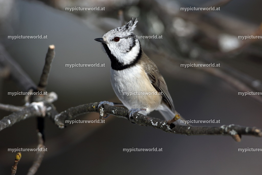 Haubenmeise-014 | Das Bilderarchiv über Tiere, Planzen und Landschaften. In der Bilddatenbank finden Sie ein große Auswahl an hochwertigen Bilder für Ihre Werbung - Realized with Pictrs.com