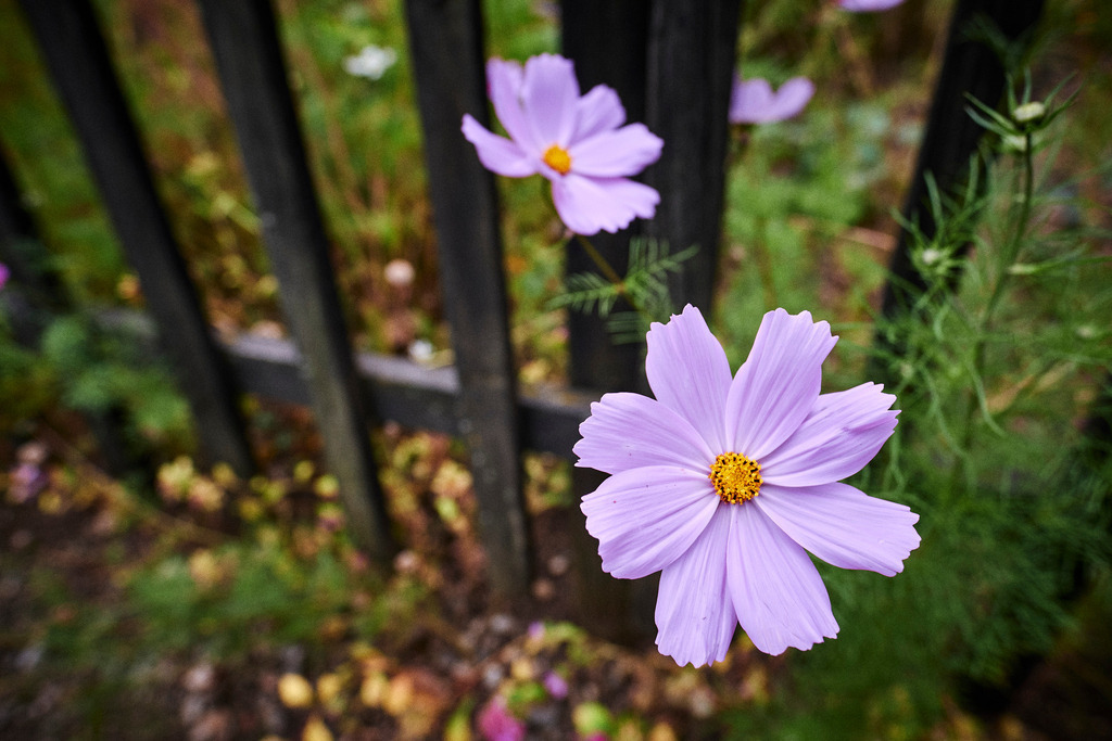 Blumen im Bauerngarten | Mönchhof, Austria - October 06, 2021: Dorfmuseum Mönchhof; Blumen im Bauerngarten. - Realisiert mit Pictrs.com