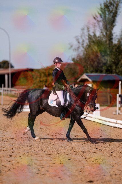 2026_10_03_Siefer-Hof_115748_Z81_98712013 | Professionelle Reitsport-, Turnier- und Eventfotografie von Robert Broda. Galerien mit ausgewählten und bearbeiteten Bildern direkt online ansehen und bestellen.