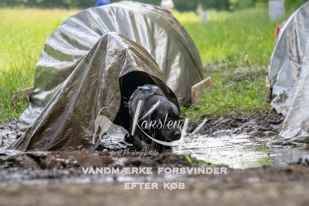 1147_ZZ94533 | kk-dogfotos