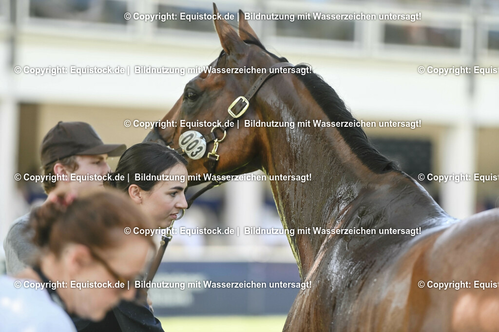 20230527_27_CCI4_Gelände_0284 | equistock