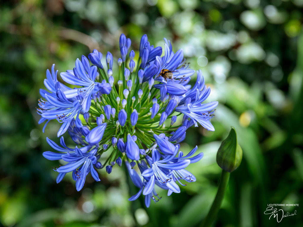 Jardim Tropical Monte Palace; Monte / Funchal; Madeira | Herzlich willkommen auf meiner Seite! Ich bin Elke Wallnisch, Deine Fotografin für lichtstarke Momente. Der Name steht für alles, was mich mit der Fotografie verbindet: Das Licht und seine machtvolle Wirkung auf eine Situation oder unsere Stimmung - Realisiert mit Pictrs.com