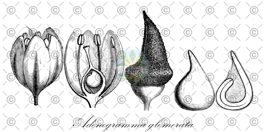 HistAbb_wfo-0000520187_1_ENZY_Simple | Historische Abbildung von Adenogramma glomerata - Molluginaceae | Historical Illustration of Adenogramma glomerata - Molluginaceae