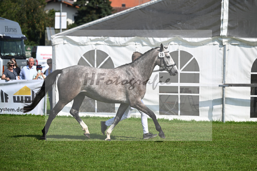 Kat-Nr. 29 Mary Rose_Hofbauer_34240381 | hf-fotografie - Realisiert mit Pictrs.com