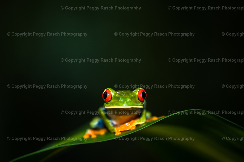 Frösche (11) | PeggyRaschPhotography - Realisiert mit Pictrs.com