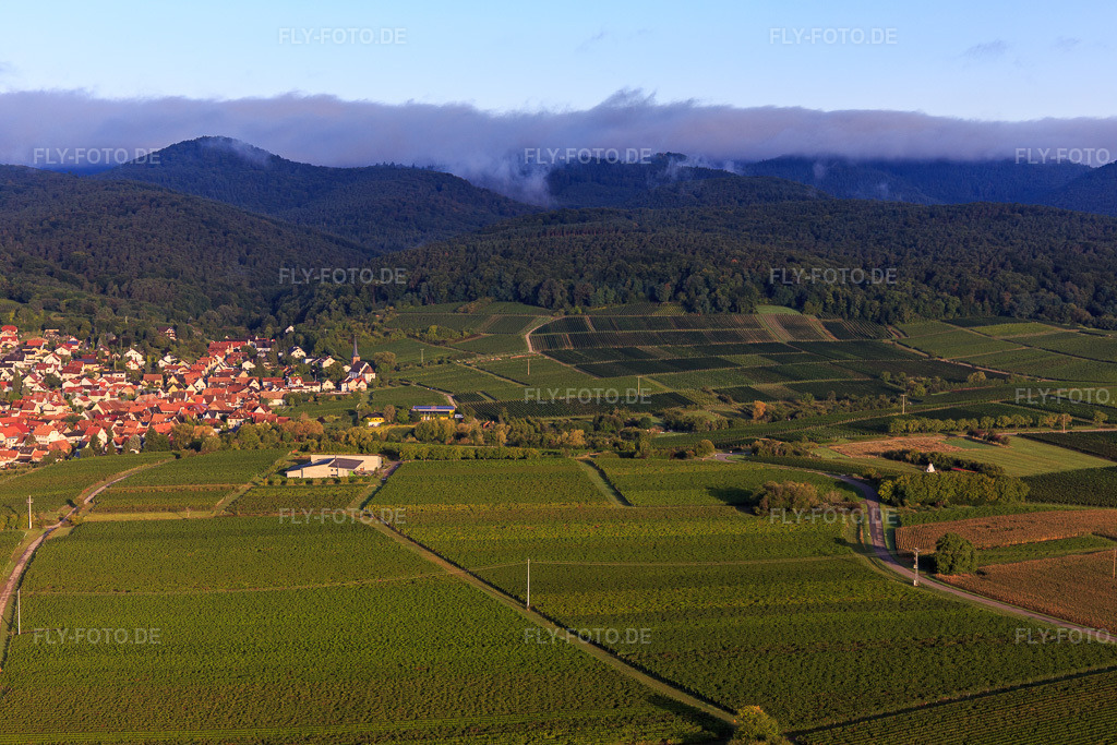 Luftbild: Weinberge zwischen Rechtenbach und Oberotterbach im Ortsteil Rechtenbach in Schweigen-Rechtenbach im Bundesland Rheinland-Pfalz in Deutschland. Foto: IMG_103265.jpg vom 10.09.2017 durch Werner Riehm/FLY-FOTO.de