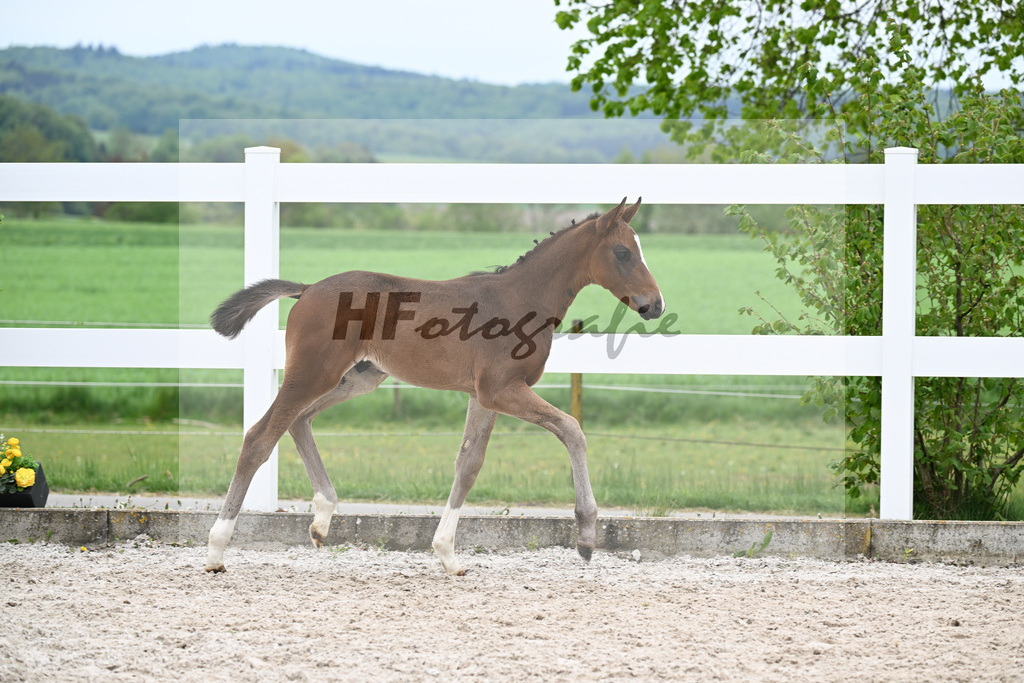Kat-Nr. 27 HF St. Noble x Sezuan_Fetzer_23260881 | hf-fotografie - Realisiert mit Pictrs.com