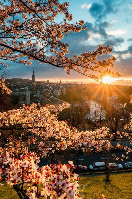 sunset durign cherry blossom in Bern seen from Rosengarten | Die ideale Geschenkidee für Naturliebhaber. Naturbilder von Marcel Gross Photography für ihr Zuhause in den verschiedensten Formaten und Materialien. - Realizado com Pictrs.com