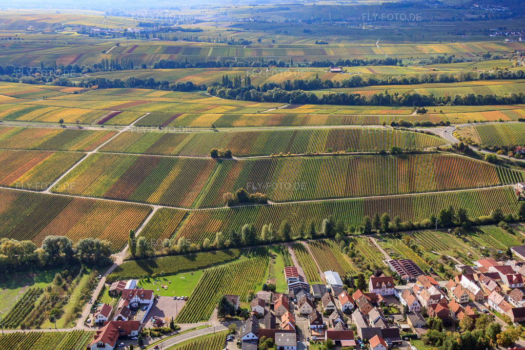 Luftbild: Weinberge in Herbstlaub im Ortsteil Arzheim in Landau im Bundesland Rheinland-Pfalz in Deutschland. Foto: IMG_22334.jpg vom 15.10.2009 durch Werner Riehm/FLY-FOTO.de