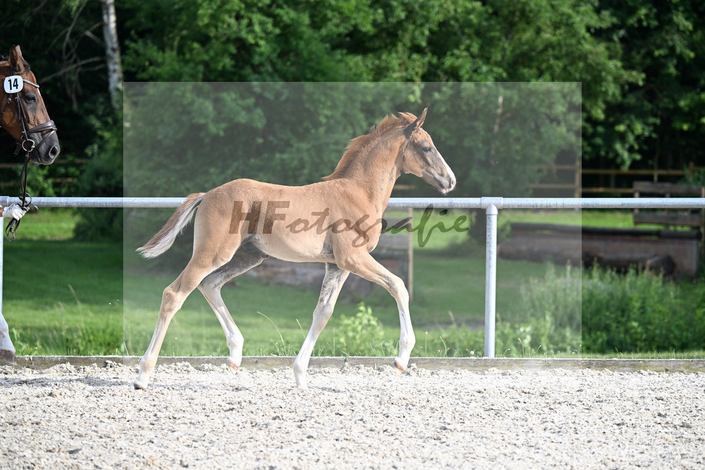 Kat-Nr. 14 Dream Royal x Don Frederic_HF_Oncken_17251104 | hf-fotografie - Realisiert mit Pictrs.com