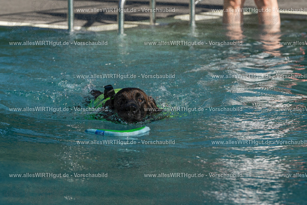 Hundeschwimmen_Volksbad_2026-allesWIRTHgut_Tierfotografie-2609061610-FAY07413 | Professionelle Tierfotografie in Mönchengladbach von Daniel Wirth (allesWIRTHgut). Liebevolle & natürliche Bilder von Hunden & Katzen für unvergessliche Erinnerungen.