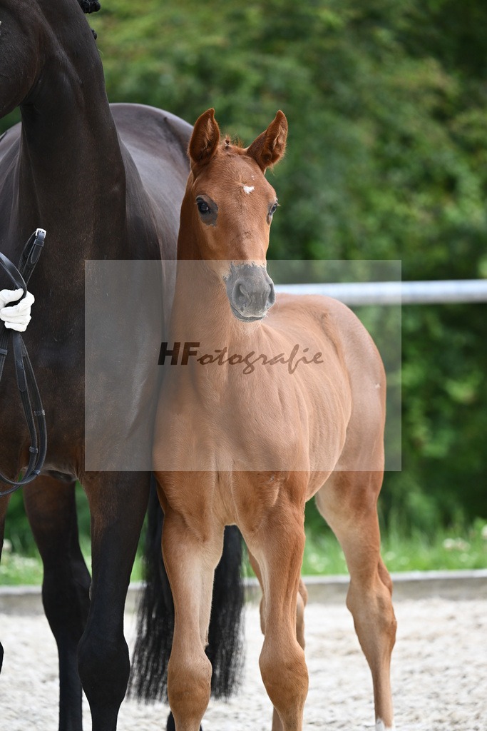 Consantos x Concetto_SF_Lang-Wengert_20241099 | hf-fotografie - Realisiert mit Pictrs.com