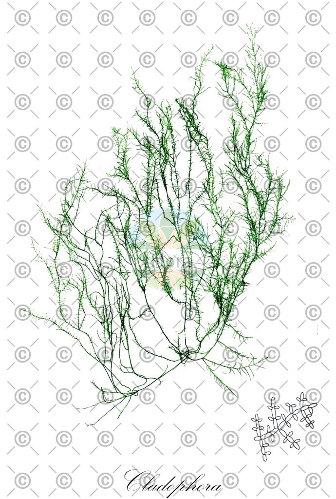 HistAbb_62LGP_4_ENZY_Simple | Historische Abbildung von Cladophora - Cladophoraceae (0) | Historical Illustration of Cladophora - Cladophoraceae (0)