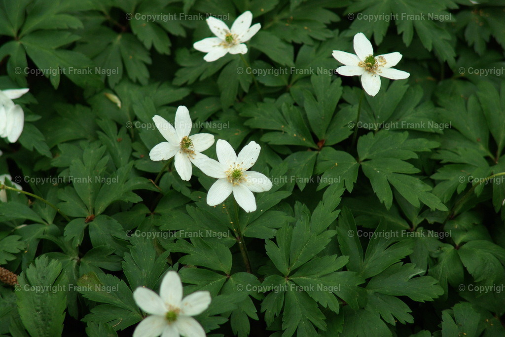 Wälder auf Rügen mit blühenden Anemonen | Die Buchenwälder schmücken sich im Frühjahr mit flächendeckenden Anemonen, den Buschwindröschen. - Realisiert mit Pictrs.com